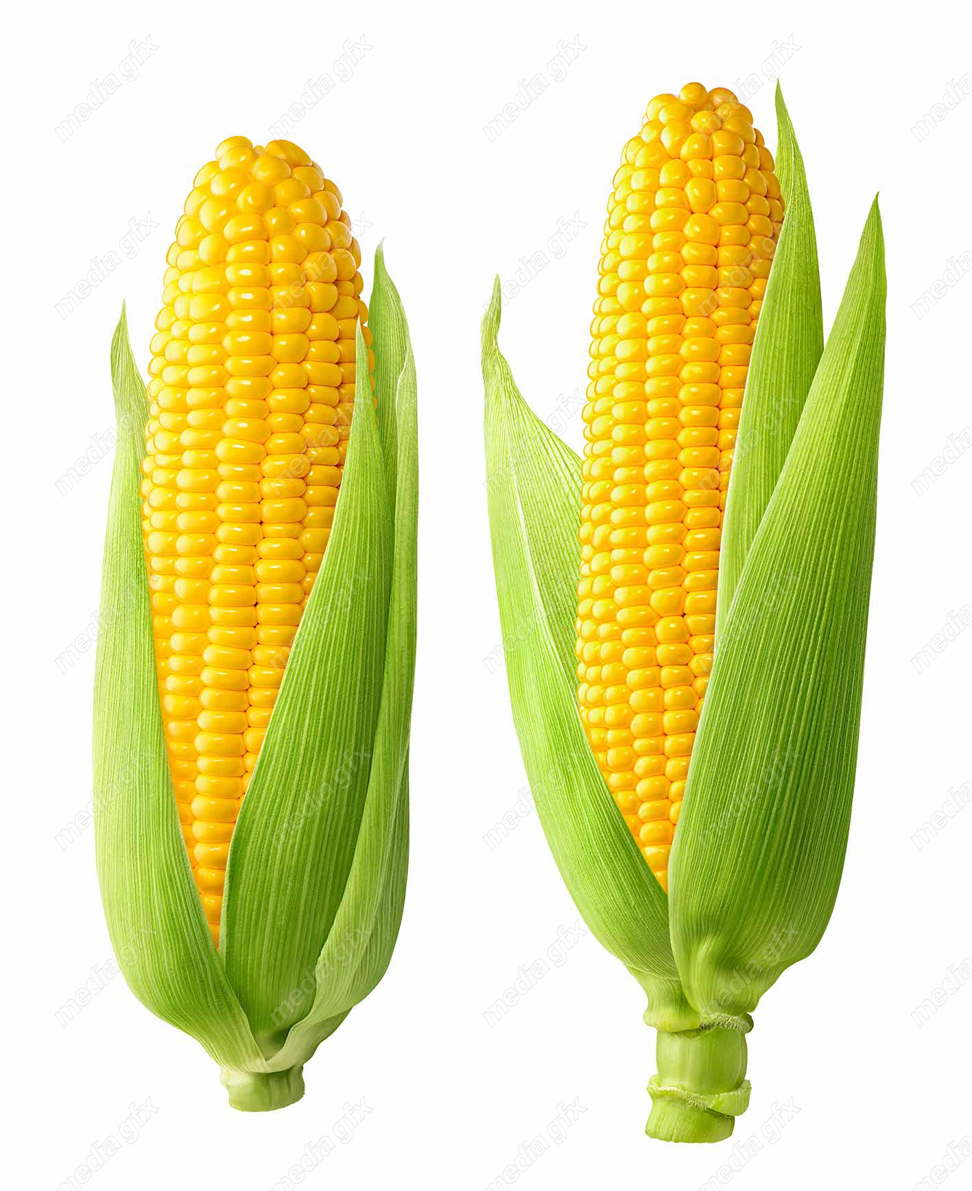 عکس با کیفیت ذرت پس زمینه سفید MJ005692