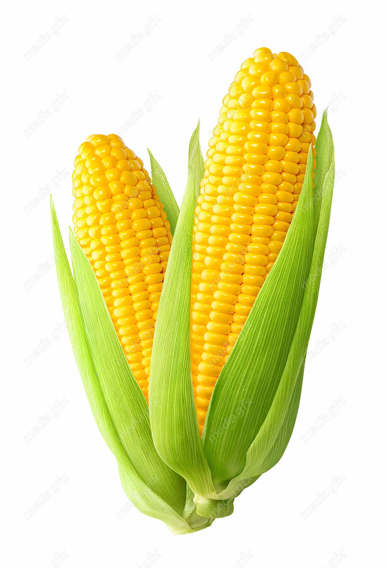 عکس با کیفیت ذرت پس زمینه سفید MJ005693