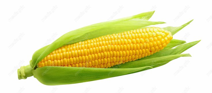 عکس با کیفیت ذرت پس زمینه سفید MJ005695