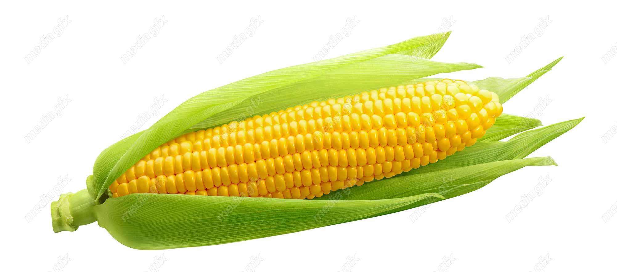 عکس با کیفیت ذرت پس زمینه سفید MJ005695