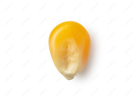 عکس با کیفیت دانه ذرت پس زمینه سفید MJ005711