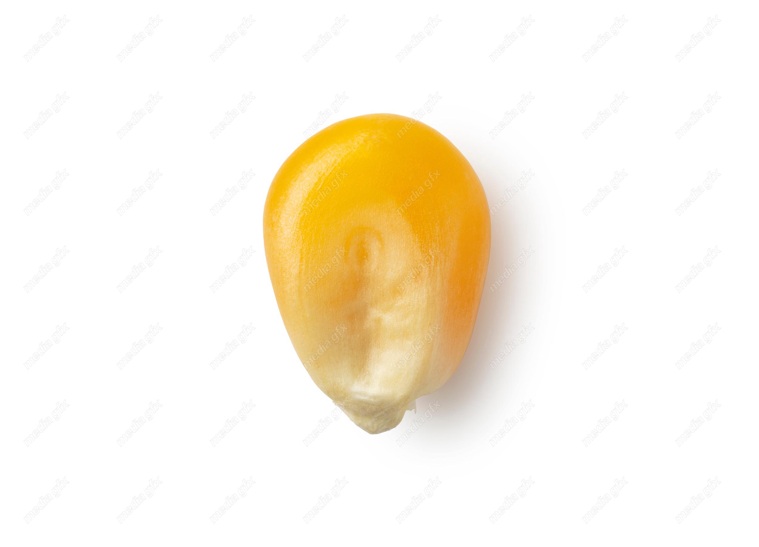 عکس با کیفیت دانه ذرت پس زمینه سفید MJ005711