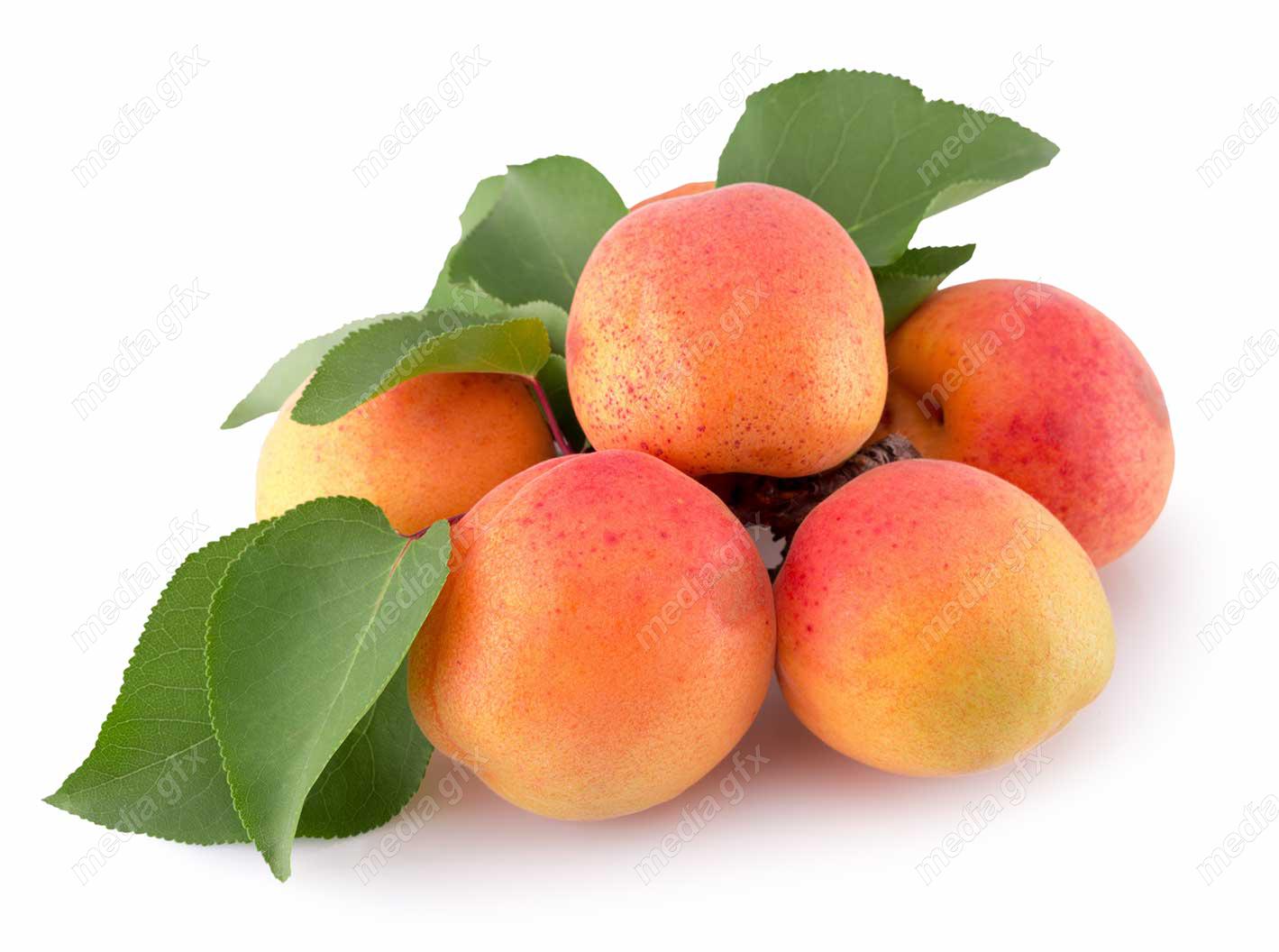 عکس با کیفیت زردآلو جدا شده در پس زمینه سفید MJ005720