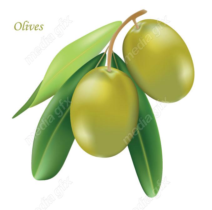 وکتور زیتون  MV005871