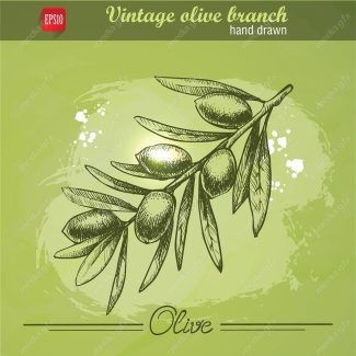 وکتور زیتون  MV005872