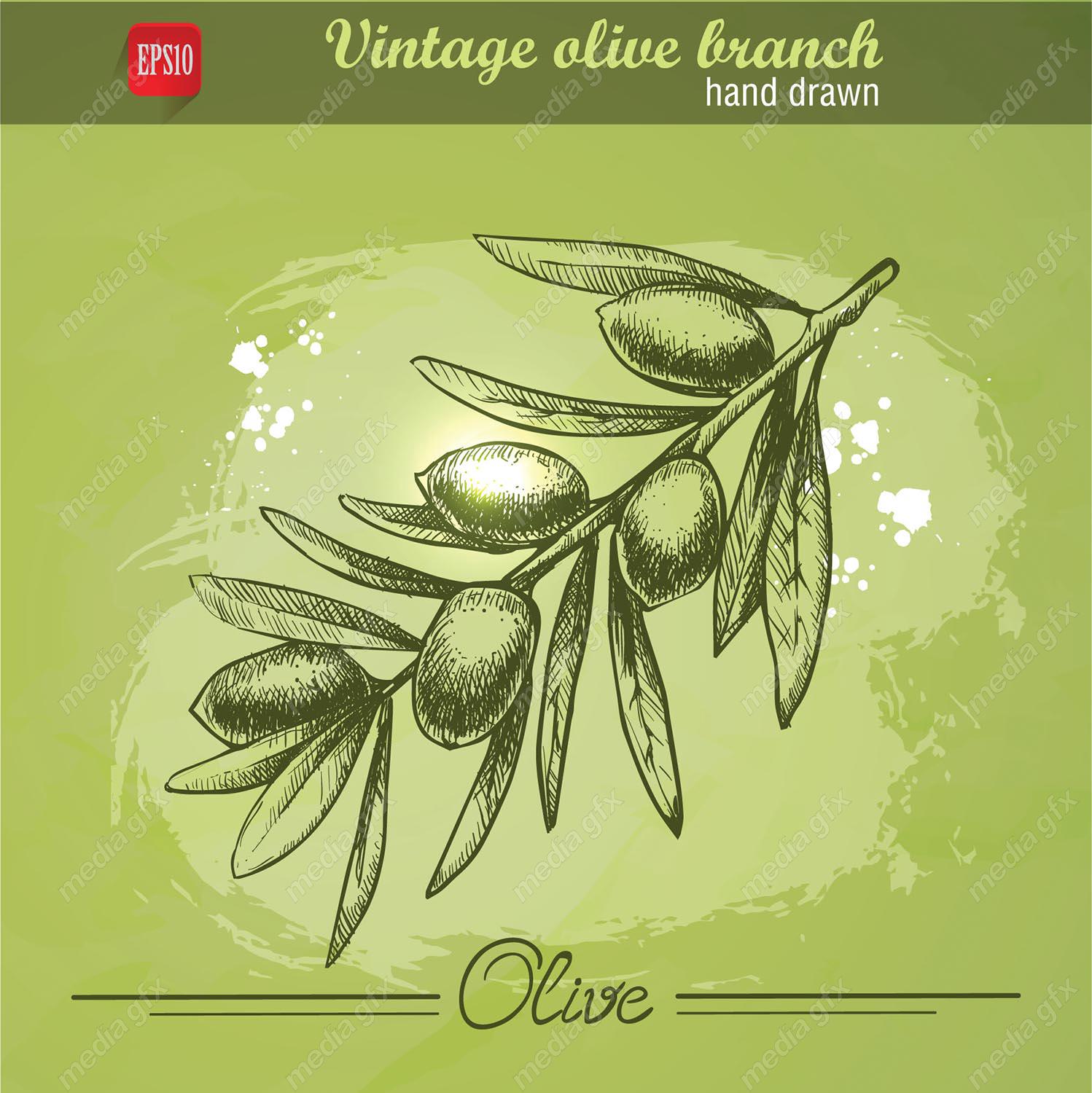 وکتور زیتون  MV005872