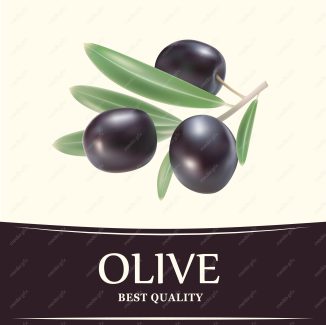 وکتور زیتون  MV005879