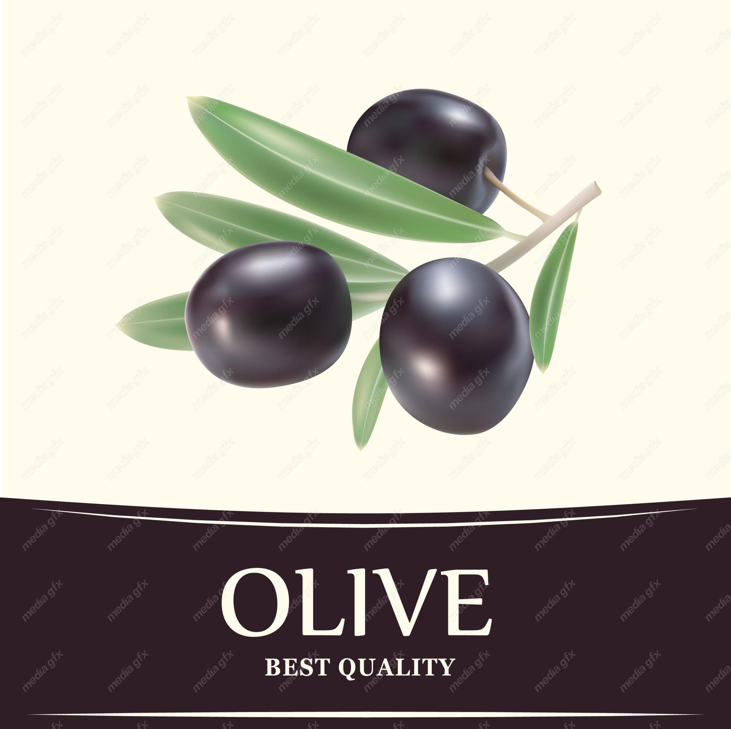 وکتور زیتون  MV005879