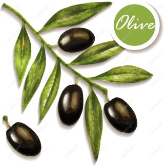 وکتور زیتون  MV005886