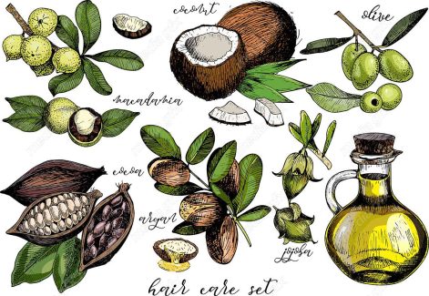 وکتور طرح زیتون و روغن زیتون MV005890