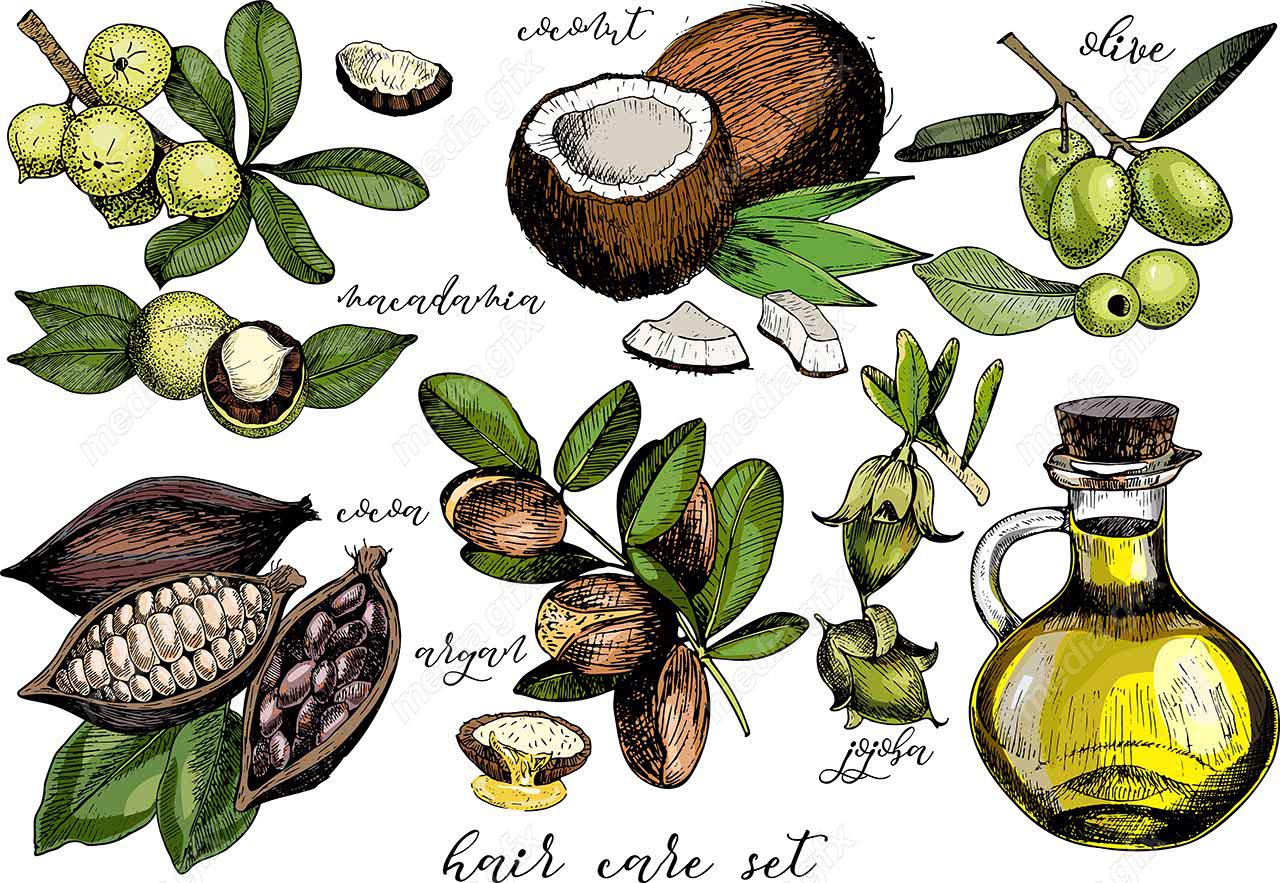 وکتور طرح زیتون و روغن زیتون MV005890