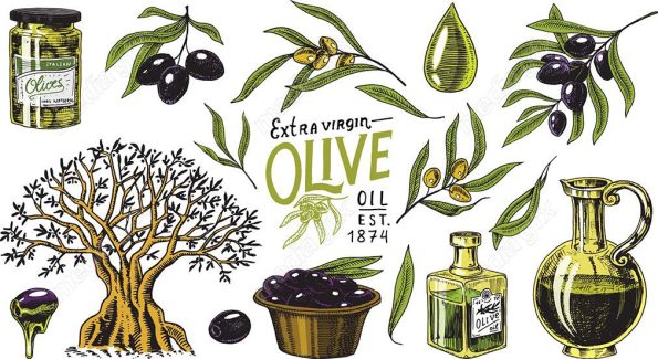 وکتور طرح زیتون و روغن زیتون MV005892