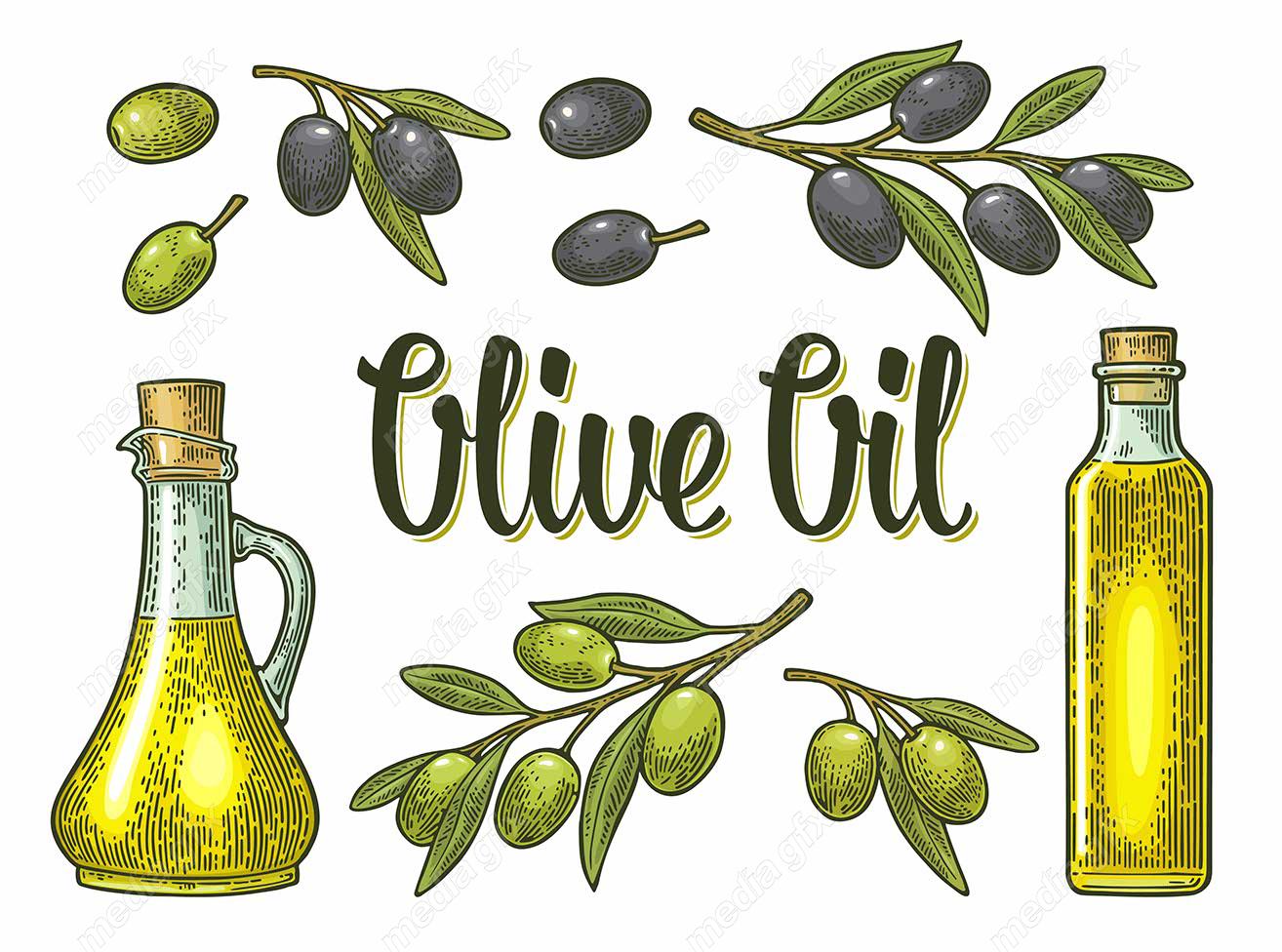 وکتور طرح زیتون و روغن زیتون MV005895