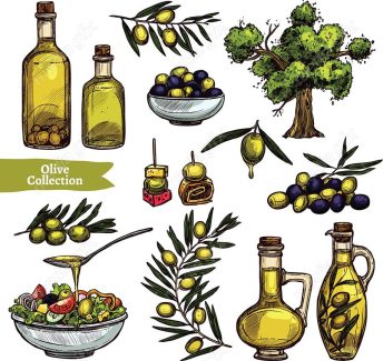 وکتور طرح زیتون و روغن زیتون MV005896