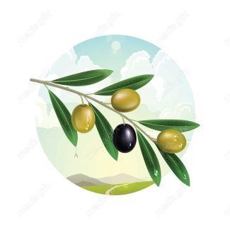 وکتور طرح زیتون و روغن زیتون MV005902
