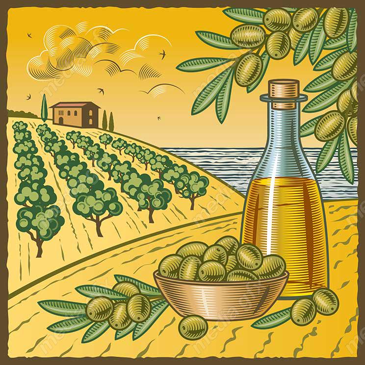 وکتور طرح زیتون و روغن زیتون MV005904