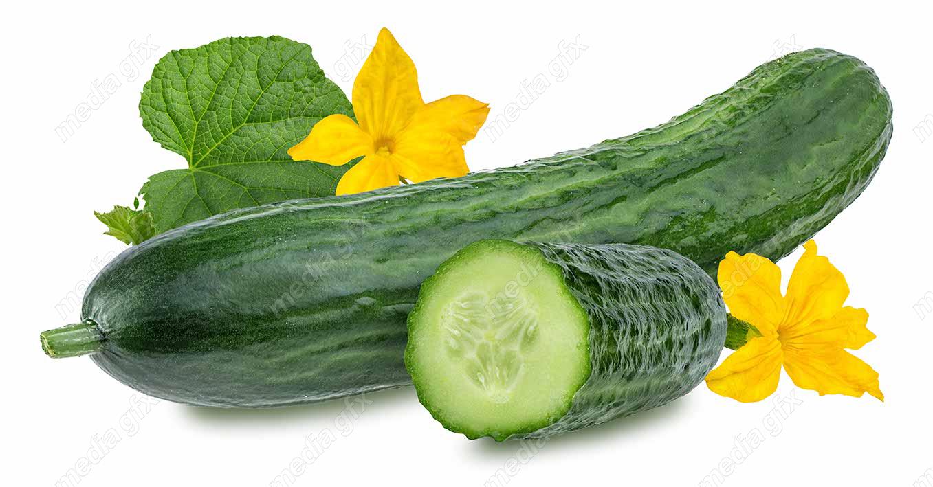 عکس با کیفیت خیار پس زمینه سفید MJ005937