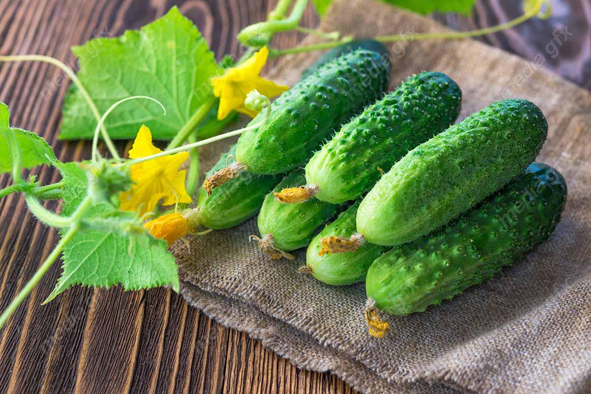 عکس با کیفیت خیار پس زمینه سفید MJ005941