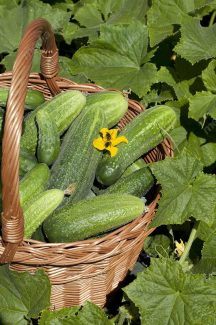 عکس با کیفیت خیار پس زمینه سفید MJ005943