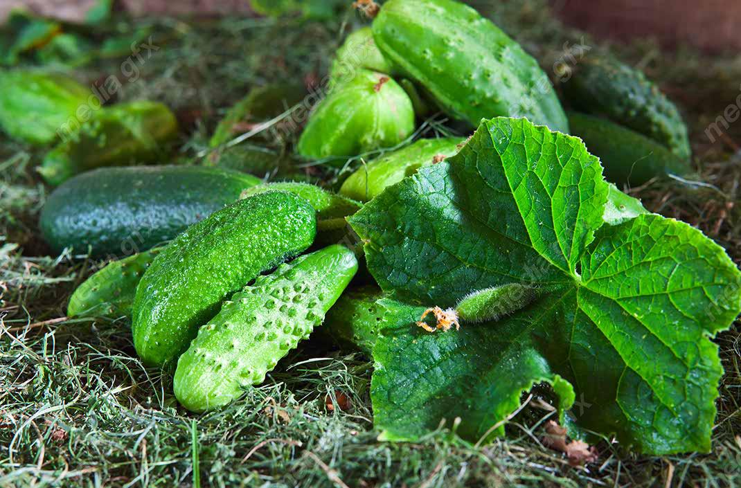 عکس با کیفیت خیار پس زمینه سفید MJ005944