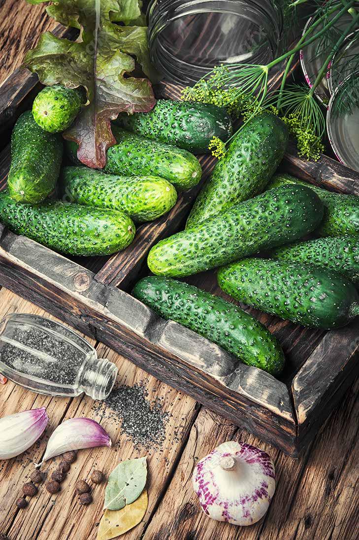 عکس با کیفیت خیار پس زمینه سفید MJ005953