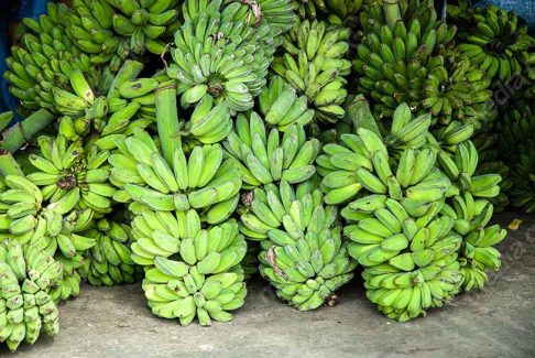 عکس با کیفیت موز  MJ005995