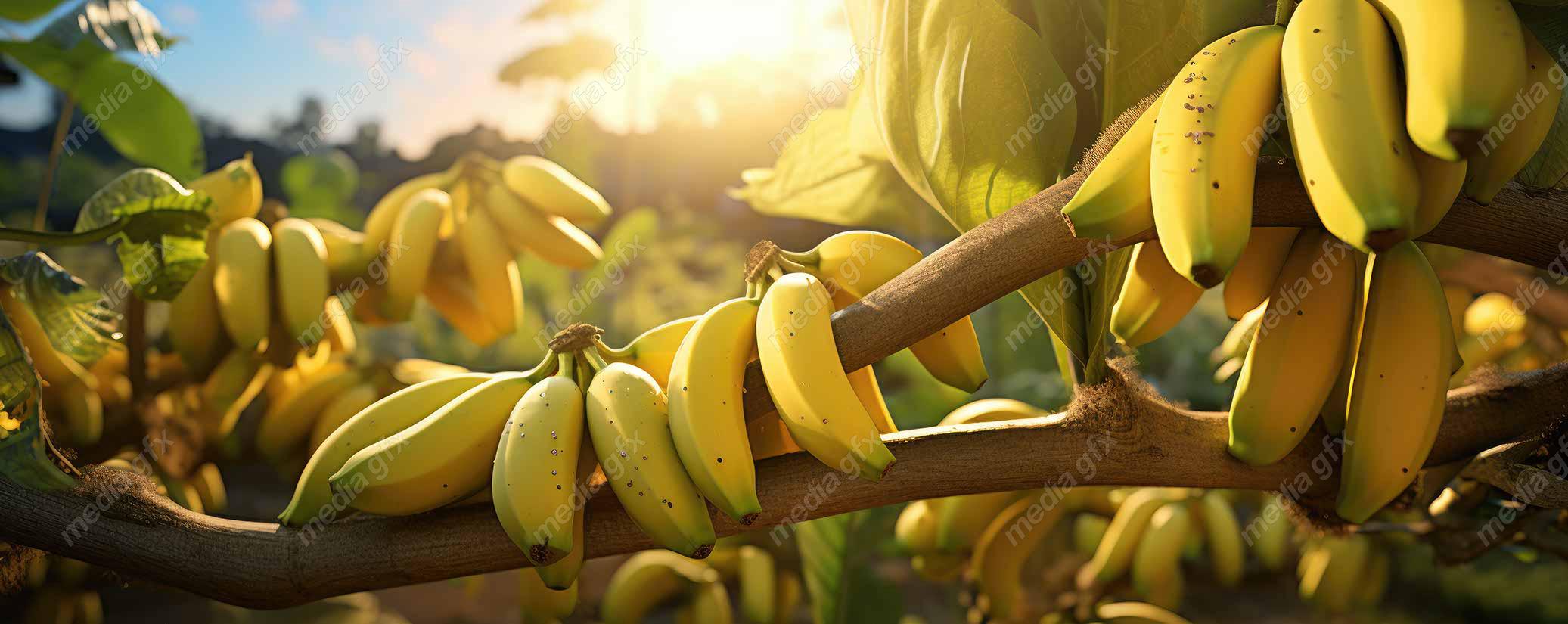 عکس با کیفیت موز  MJ006023