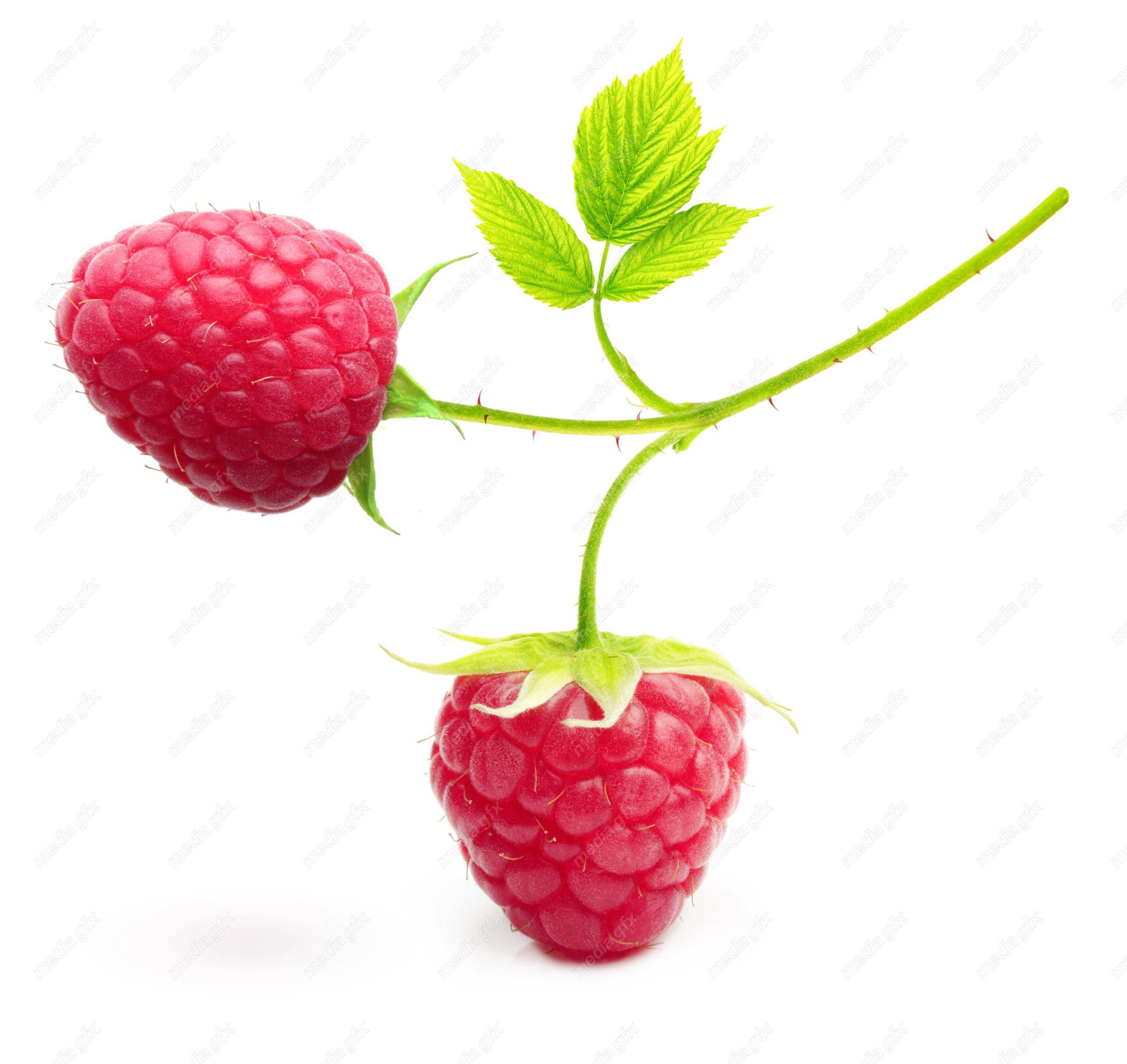 عکس با کیفیت تمشک پس زمینه سفید MJ006272