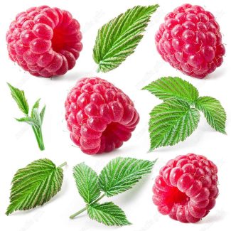 عکس با کیفیت تمشک پس زمینه سفید MJ006274