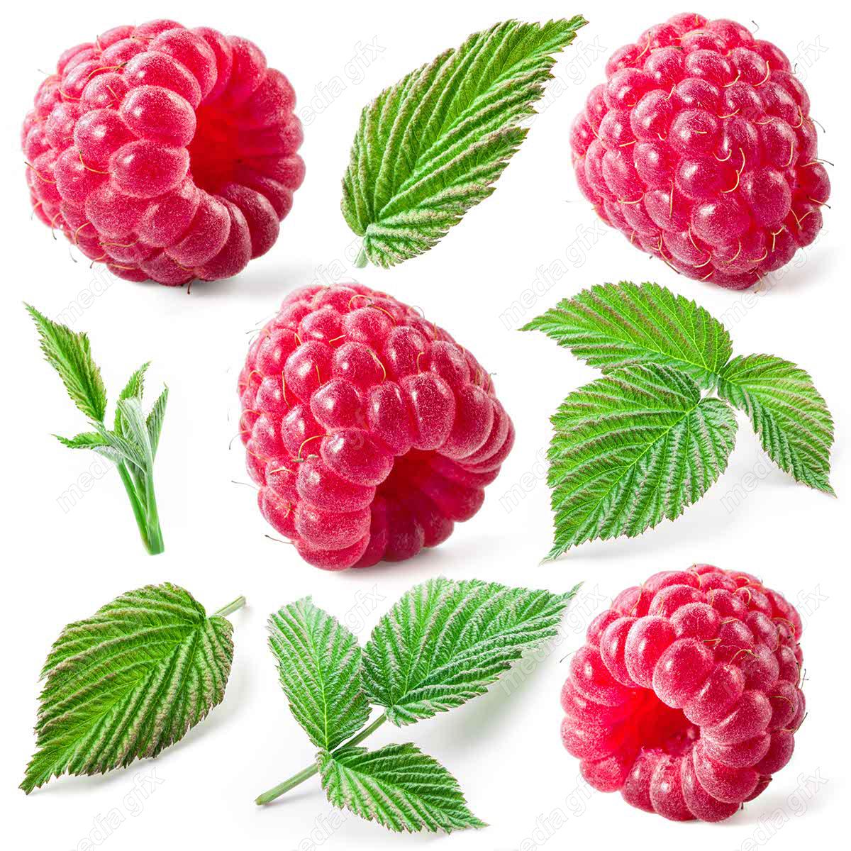 عکس با کیفیت تمشک پس زمینه سفید MJ006274