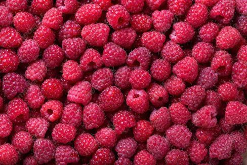 دانلود رایگان عکس با کیفیت تمشک MJ006289