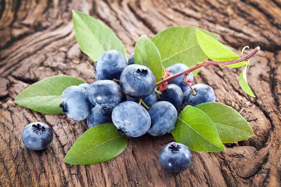 دانلود رایگان عکس با کیفیت بلوبری MJ006301