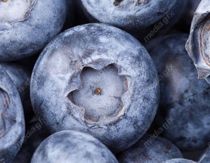 دانلود رایگان عکس با کیفیت بلوبری MJ006309