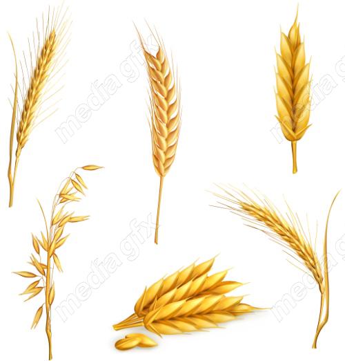 وکتور خوشه گندم طلایی MV006510
