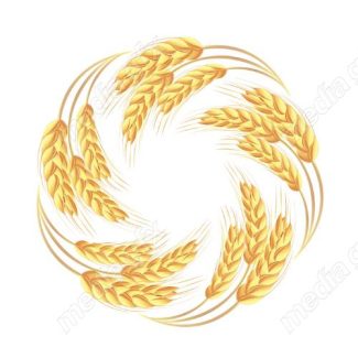 وکتور خوشه گندم طلایی MV006511