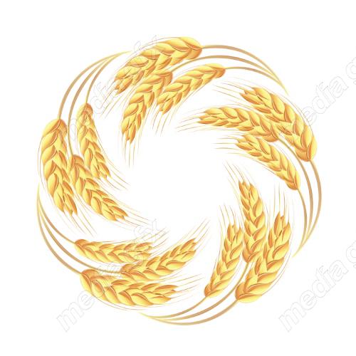 وکتور خوشه گندم طلایی MV006511