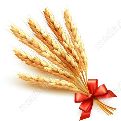 وکتور خوشه گندم طلایی MV006514