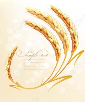 وکتور خوشه گندم طلایی MV006515