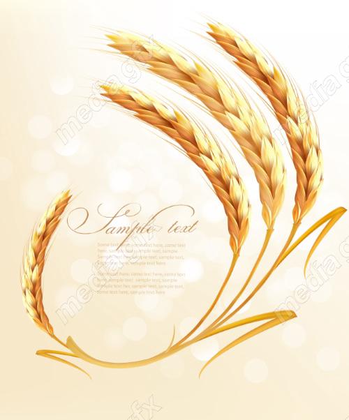 وکتور خوشه گندم طلایی MV006515