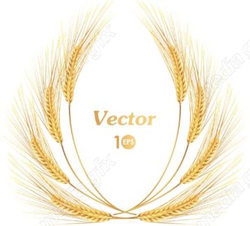 وکتور خوشه گندم طلایی MV006516