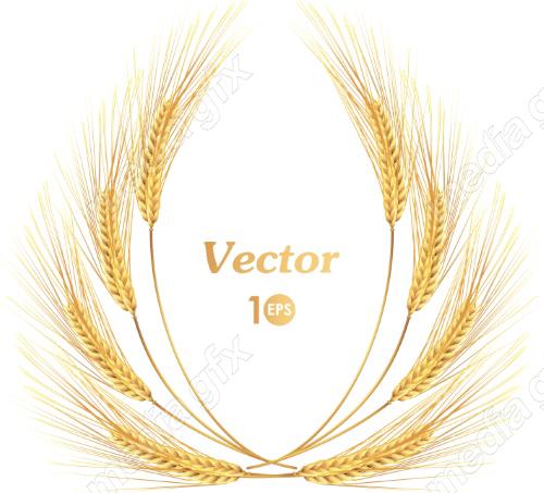 وکتور خوشه گندم طلایی MV006516