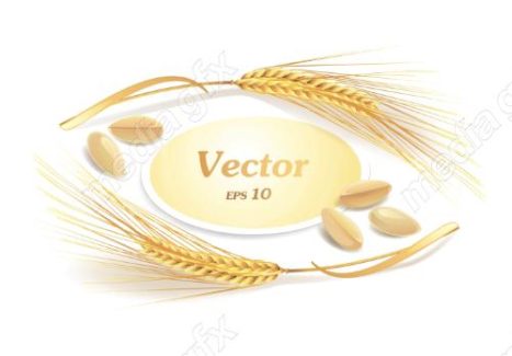 وکتور خوشه گندم طلایی MV006517