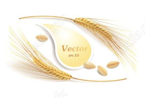وکتور خوشه گندم طلایی MV006518