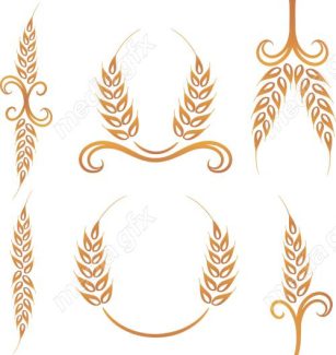 وکتور خوشه گندم طلایی MV006519