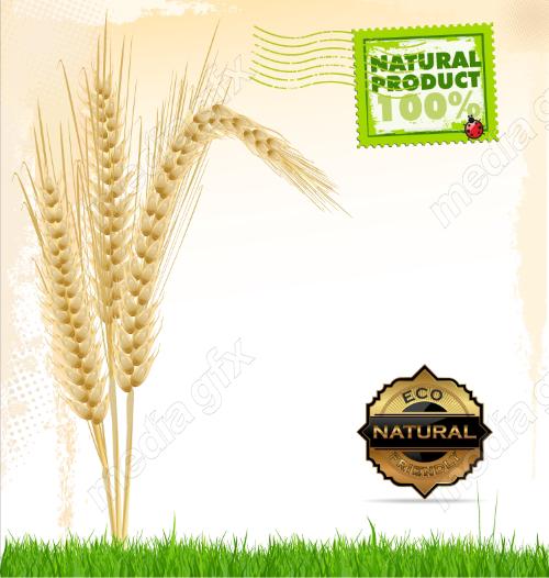 وکتور خوشه گندم طلایی MV006520