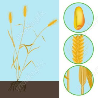 وکتور خوشه گندم طلایی MV006521