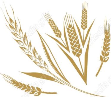 وکتور خوشه گندم طلایی MV006525