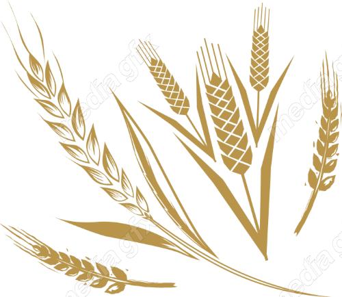 وکتور خوشه گندم طلایی MV006525