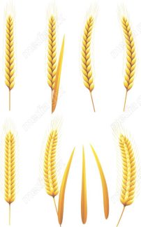 وکتور خوشه گندم طلایی MV006527