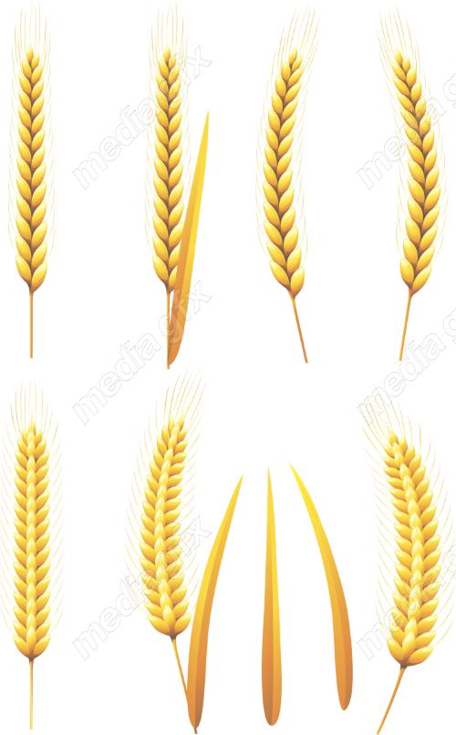 وکتور خوشه گندم طلایی MV006527